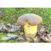 Мицелий Боровика укорененного / Болет девичий (Boletus appendiculatus)